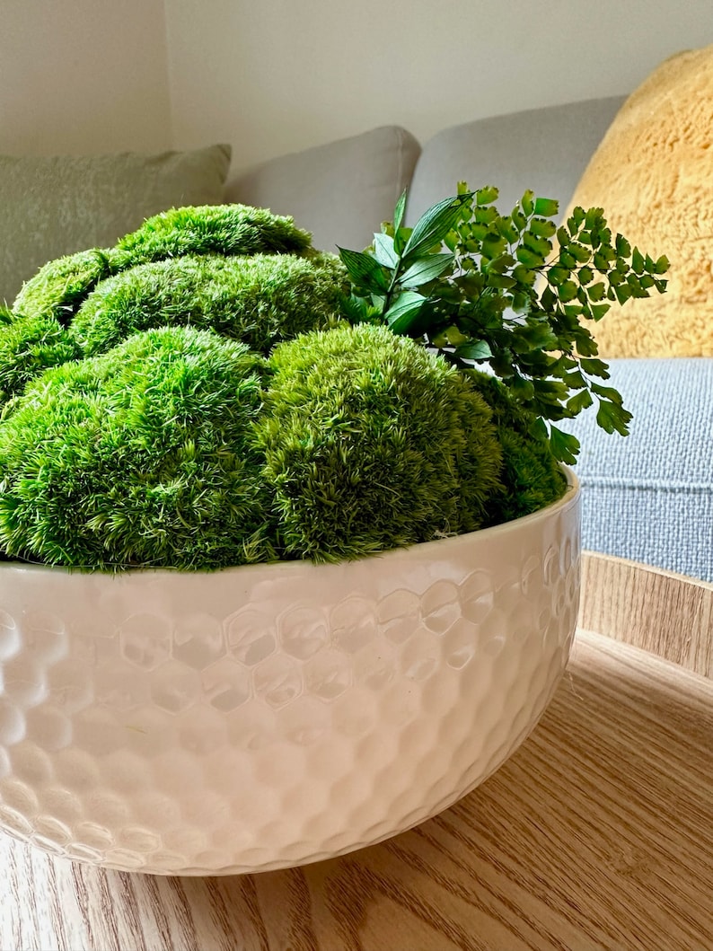 May include: A white ceramic bowl with a textured surface, filled with green moss and a fern plant.