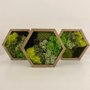 Moss Wall Art | Preserved Moss Wall Decor  | Single to Set of Twelve | Wood Hexagon | Green Mint Reindeer Moss Sheet Moss | Mothers Day Gift