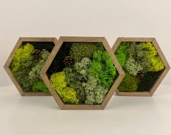 May include: Three hexagon-shaped wooden frames filled with various shades of green moss and small pine cones. The moss ranges from light lime to deep forest green, creating a natural, textured display. The frames are set against a white background.