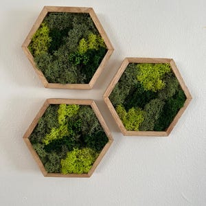 May include: Three hexagonal wall decor pieces with a wooden frame and a variety of green moss inside.
