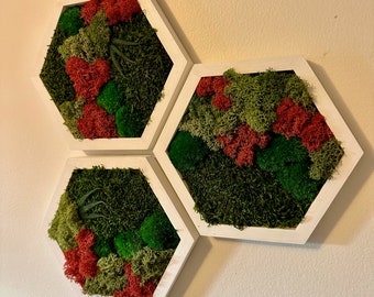 Moss Wall Art Decor | Handmade Wood Hexagon | Single Set to Six (8”x 9" each) | Preserved Lichen Moss, Pole Moss, Sheet Moss & Fern