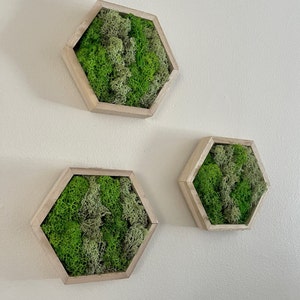 Moss Wall Art  | Honeycomb Moss  |  Home  Decor  | Preserved Moss | Live Moss | Wood Hexagon  | Green Reindeer Moss