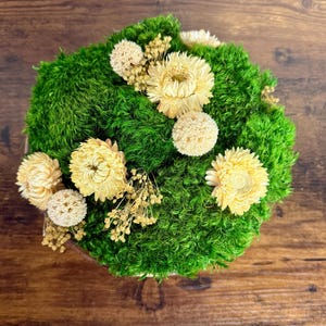 May include: A circular arrangement of vivid green moss, decorated with several cream-coloured dried flowers and small, tan dried sprigs. The arrangement is set against a dark wood surface, creating a natural aesthetic. The flowers have a layered petal design.