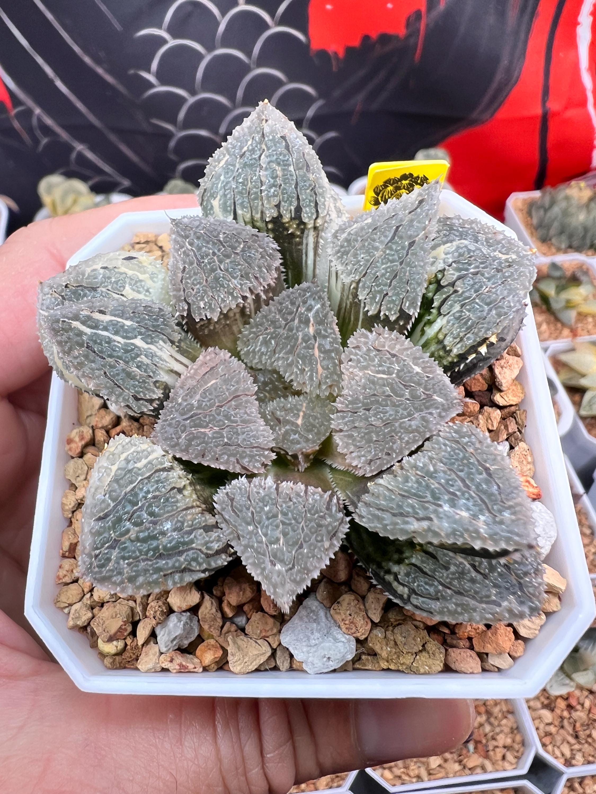 Haworthia Wimii Yoroi Variegated -live Plant-rare Succulent - Etsy