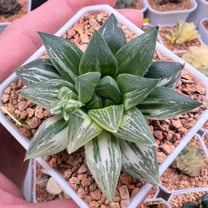 Haworthia Indulged Butterfly Variegated (Seed Grown) -Live Plant-Rare Succulent