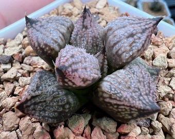 P.actius（1メス、ロシア・クンゲイアラタウ産） Haworthia Princess Kazunomiya Mutant -live Plant-rare Succulent - Etsy