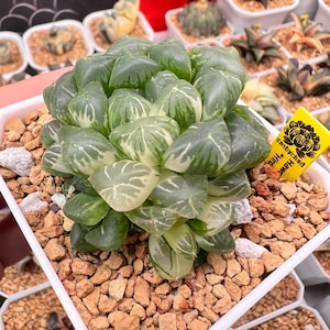 Haworthia Obtusa Hirose Variegated -Live Plant-Rare Succulent