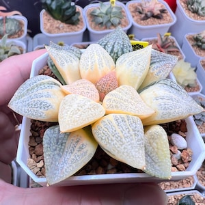 Haworthia Picta Cobra Reverse Variegated -Live Plant-Rare Succulent
