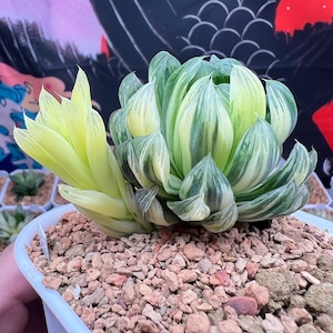 Haworthia Hanabi Variegated -Live Plant-Rare Succulent