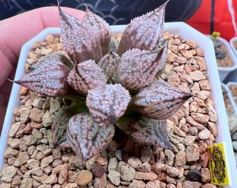 Haworthia Princess Kazunomiya Mutant -live Plant-rare Succulent - Etsy