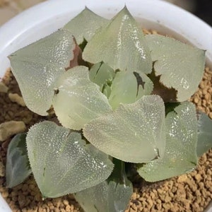 Haworthia Pygmaea Ice City Mutant Hybrid -Live Plant-Rare Succulent