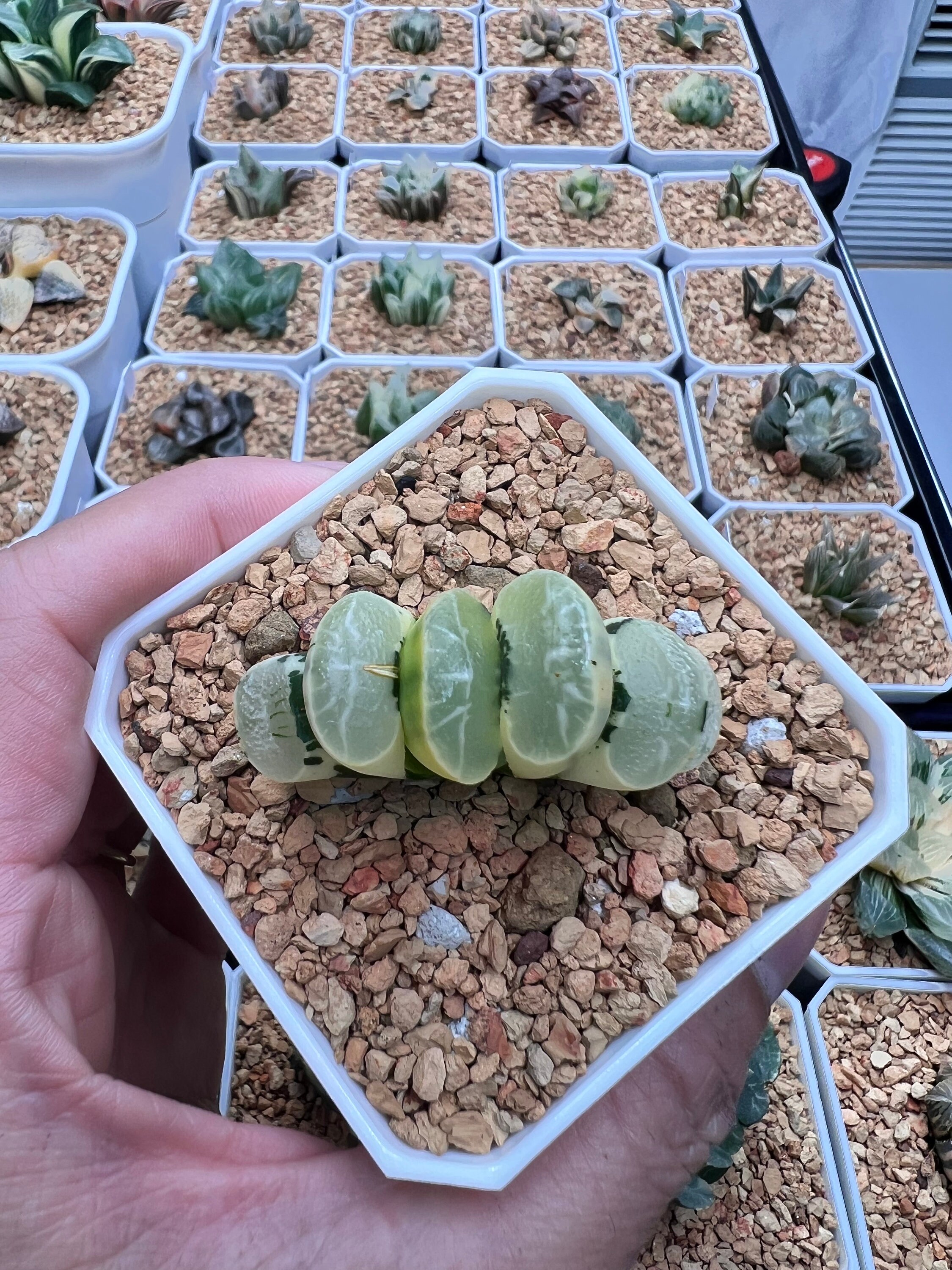 Haworthia Truncata Midori No Shima Hybrid Variegated - Rare Live