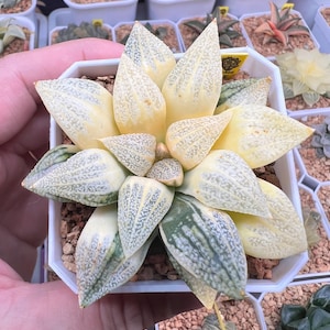 Haworthia Picta Cobra Reverse Variegated -Live Plant-Rare Succulent