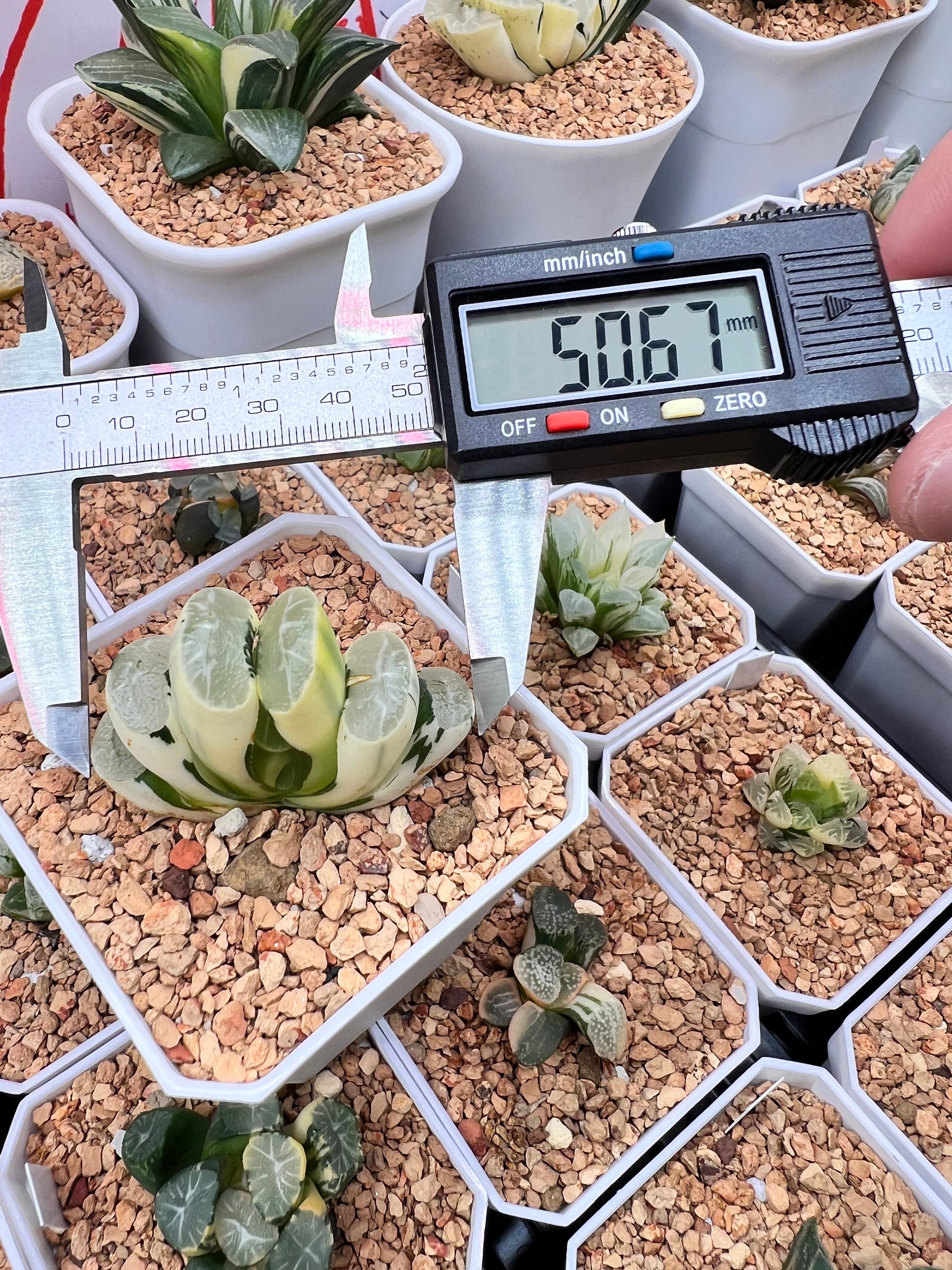 Haworthia Truncata Midori No Shima Hybrid Variegated - Rare Live