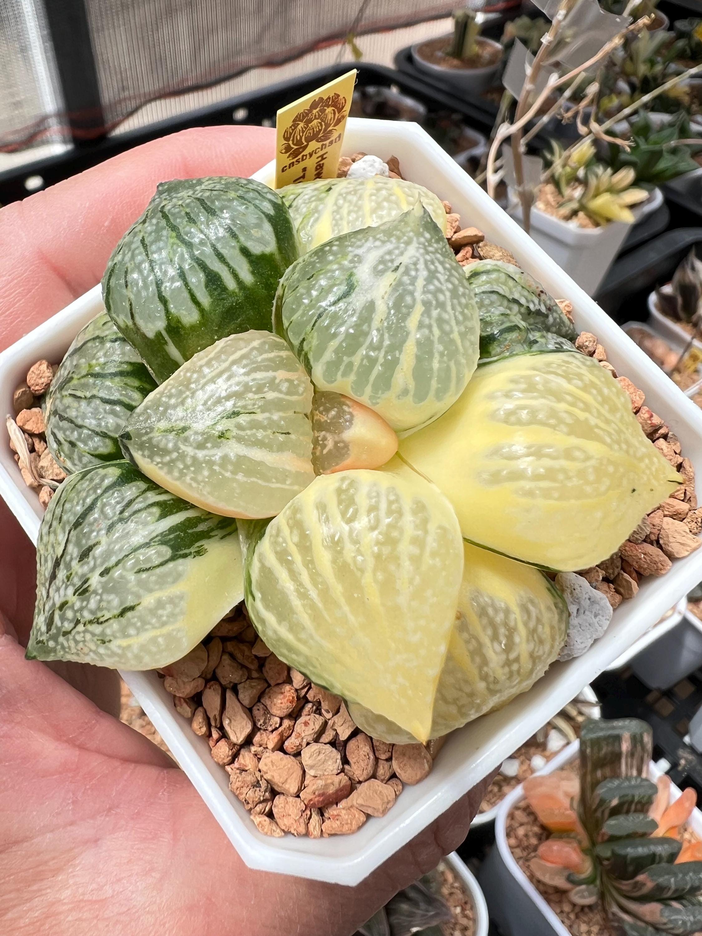 Haworthia Picta Totoro Variegated -live Plant-rare Succulent - Etsy
