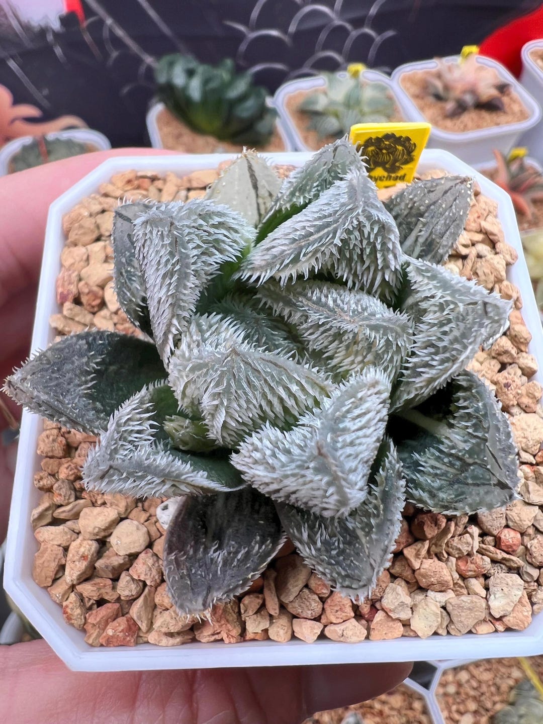 Haworthia Keganii X Cooperi Variegada | Suculenta Rara Variegada Exótica