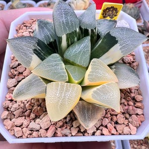Haworthia Hetin Jade Variegated -Live Plant-Rare Succulent