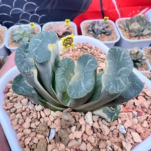 Haworthia Truncata Onawa Reverse Variegated -Live Plant-Rare Succulent