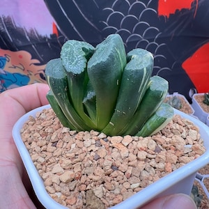 Haworthia Truncata Jade Peak Variegated -Live Plant-Rare Succulent
