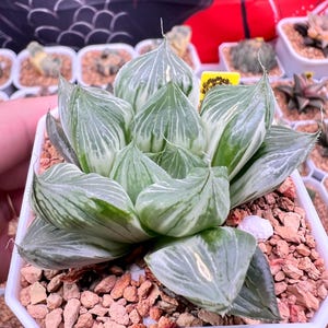 Haworthia Sansenjyu White Variegated -Live Plant-Rare Succulent