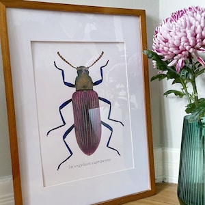 Botanical illustration, insect, beetle, stylish deco, 9-color silkscreen in passepartout, limit. Aufl. 15x, signature & certificate