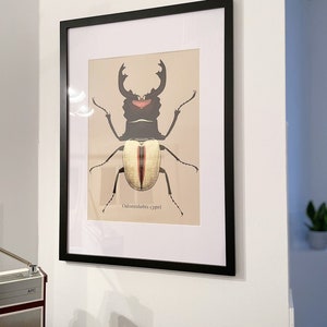 Botanical illustration, insect, beetle, stylish decoration, 4-color. silkscreen in passepartout, limit. pcs.15x with signature + certificate