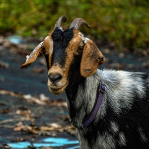 Goat Photograph- Farm Photography- Goat Digital Print- Farm Print- Digital Download- Farm Digital Print- Nubian Goat- Mama Goat- Goat Lady