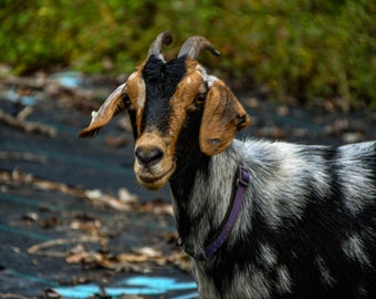 Goat Photograph- Farm Photography- Goat Digital Print- Farm Print- Digital Download- Farm Digital Print- Nubian Goat- Mama Goat- Goat Lady