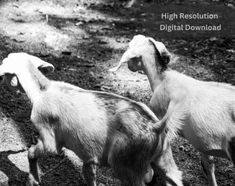 Goat Photography- Black And White Goat Photograph- Farmhouse Photography- Homestead Photography- Mini Nubian Photography- Goat Kid Photo