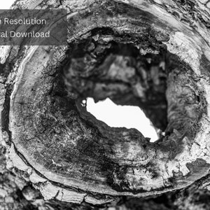 Fotografia di alberi - Fotografia naturalistica - Fotografia di nodi ad albero - Fotografia di paesaggio - Fotografia in bianco e nero - Natura in bianco e nero