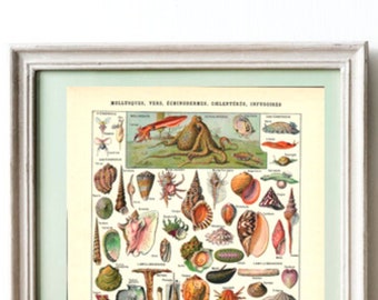 1923 ORIGINAL REAL Shellfish illustration, Vintage Poster, Sea Print, Gift Idea, French Home Decor, Adolphe Millot, Sea Life Illustration