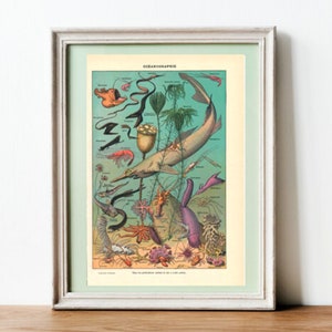 1923 Ilustración original del océano, cartel francés vintage, impresión marina, idea de regalo, decoración del hogar francés, Adolphe Millot, ilustración de fauna marina
