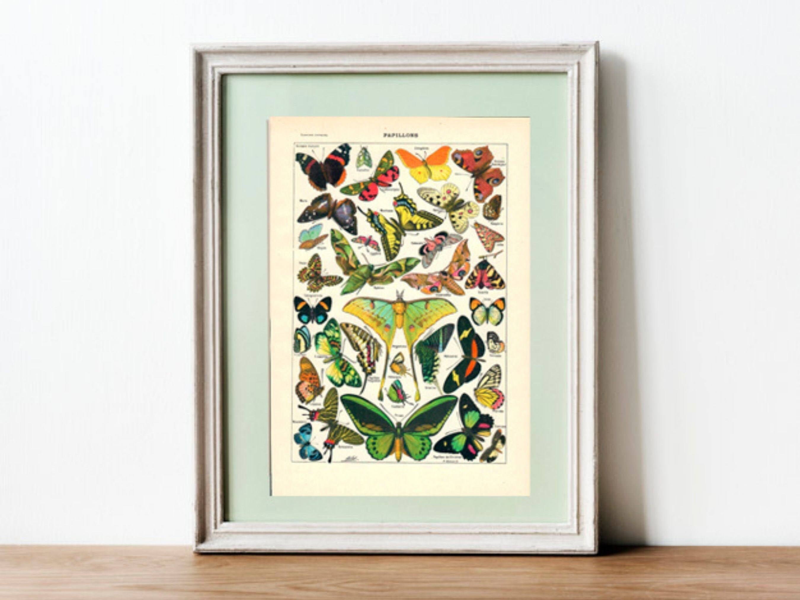 1923 Original Butterfly Illustration, Vintage Français Poster, Butterflies Print, Gift Idea, Home De