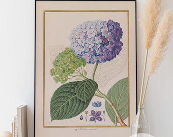 Vintage Hydrangea Botanical Print, Floral Wall Art (Digital Download)
