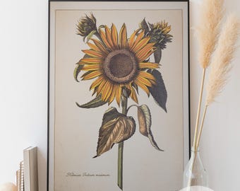 Vintage Sunflower Botanical Print – 18th Century Floral Art (Digital Download)