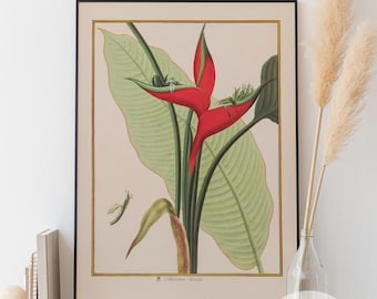 Heliconia Humilis Print - Vintage Botanical Illustration (Digital Download)