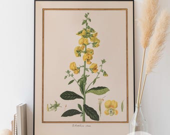 Crotalaria Retusa Botanical Print, Vintage Flower Poster (Digital Download)