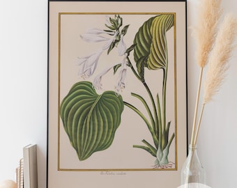 Funkia Cordata Botanical Print - Antique Flower Illustration (Digital Download)