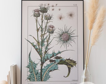 Thistle Botanical Illustration: Vintage Flower Print (Digital Download)