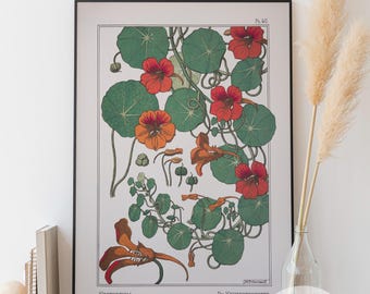 Vintage Capucine Flower Print - Botanical Illustration (Digital Download)