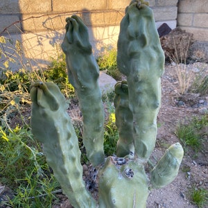 Totem Pole Cactus Cutting Choose Size from Arizona Desert Unique and Rare FREE SHIPPING image 2