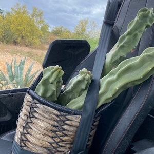 Totem Pole Cactus Cutting Choose Size from Arizona Desert Unique and Rare FREE SHIPPING image 8