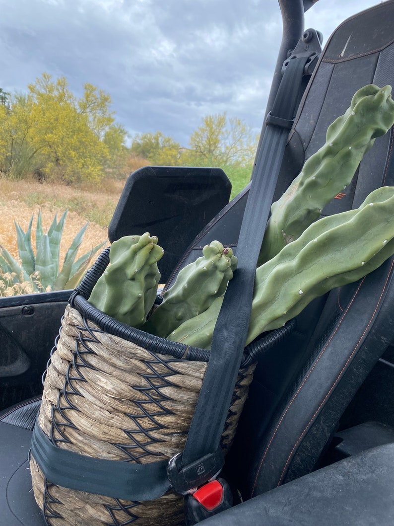 Totem Pole Cactus Cutting Choose Size from Arizona Desert Unique and Rare FREE SHIPPING image 8