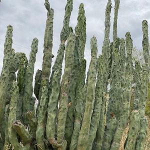 Totem Pole Cactus Cutting Choose Size from Arizona Desert Unique and Rare FREE SHIPPING image 7