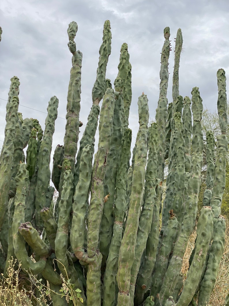 Totem Pole Cactus Cutting Choose Size from Arizona Desert Unique and Rare FREE SHIPPING image 7