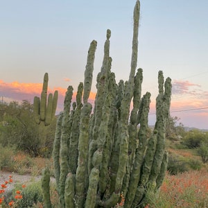 Totem Pole Cactus Cutting Choose Size from Arizona Desert Unique and Rare FREE SHIPPING image 5