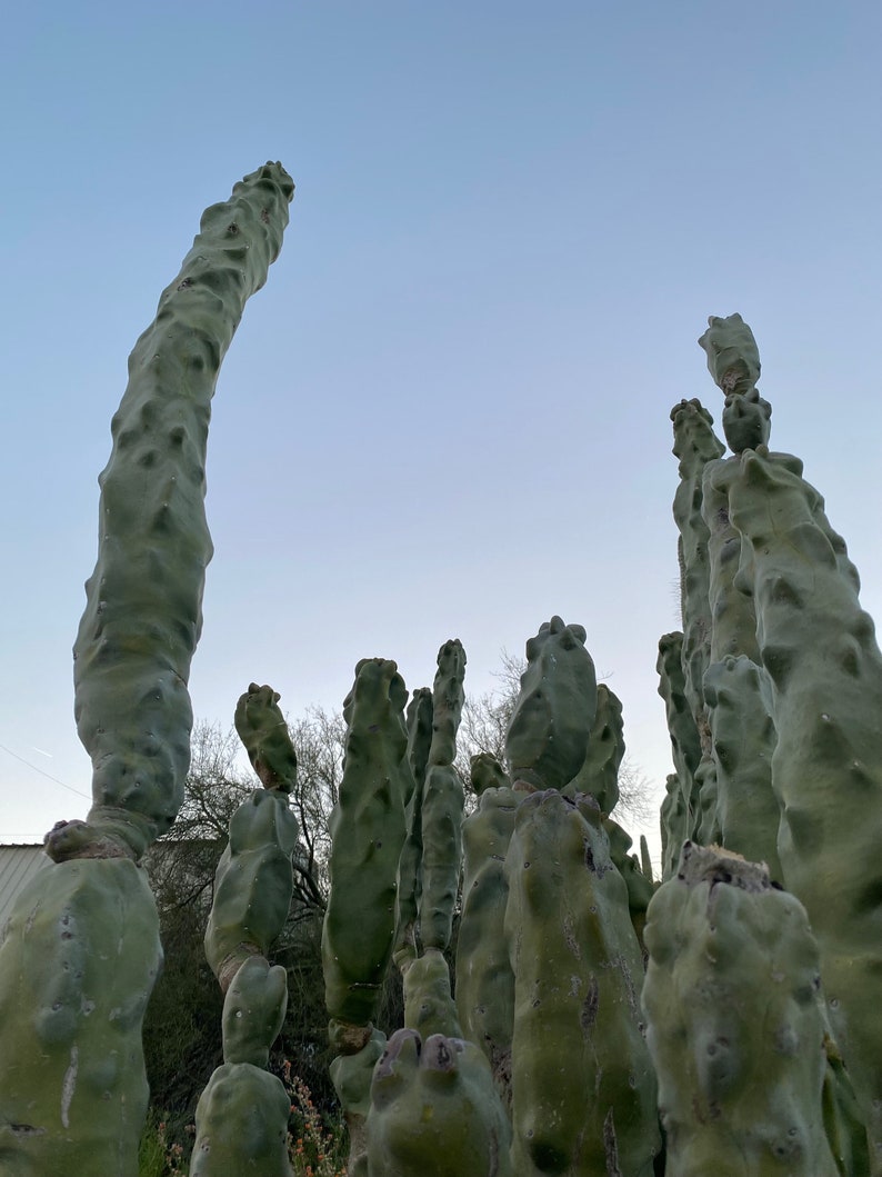 Totem Pole Cactus Cutting Choose Size from Arizona Desert Unique and Rare FREE SHIPPING image 9