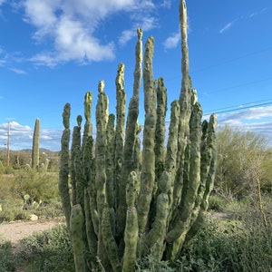 Totem Pole Cactus Cutting Choose Size from Arizona Desert Unique and Rare FREE SHIPPING image 1