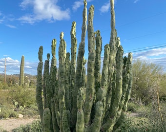 Totem Pole Cactus Cutting - Choose Size - from Arizona Desert Unique and Rare FREE SHIPPING