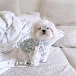 Könnte beinhalten: Ein kleiner weißer Hund trägt einen hellblau-weißen Häkelpullover mit Rüschenkragen. Der Hund sitzt auf einer weißen Oberfläche. Der Text lautet "DOVE FURBABIES crochet pattern".